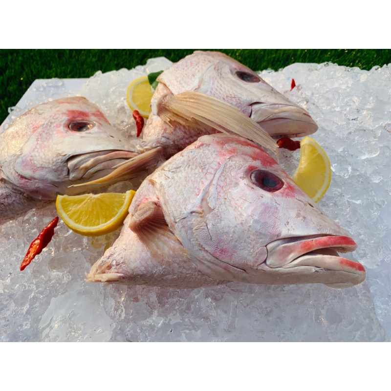 

Ikan Kepala Kakap Segar 1000gr