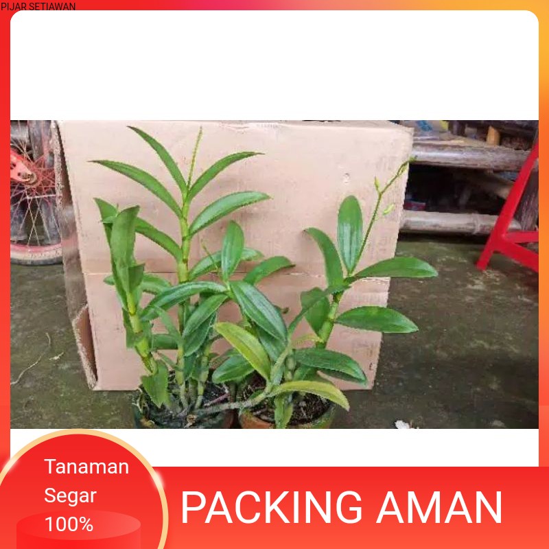 promo paket 2 anggrek dendrum