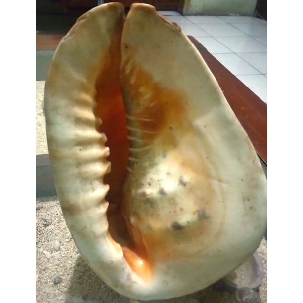 Cangkang Kerang Jumbo