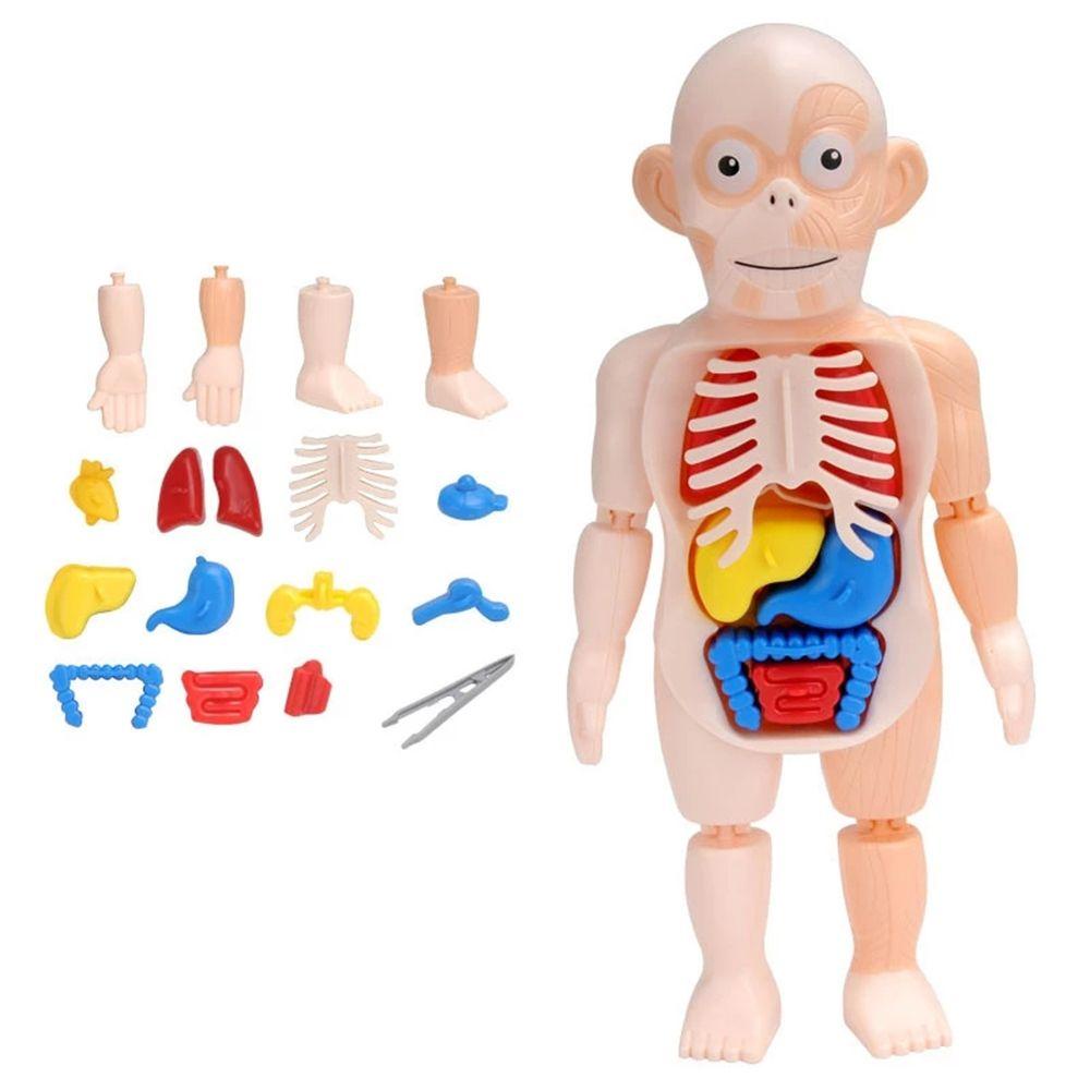 Lanfy Human Organ Model Puzzle 3D Khusus Boneka Tubuh Manusia Aksesoris Sekolah Anatomi Mainan Tubuh Organ Edukasi Belajar