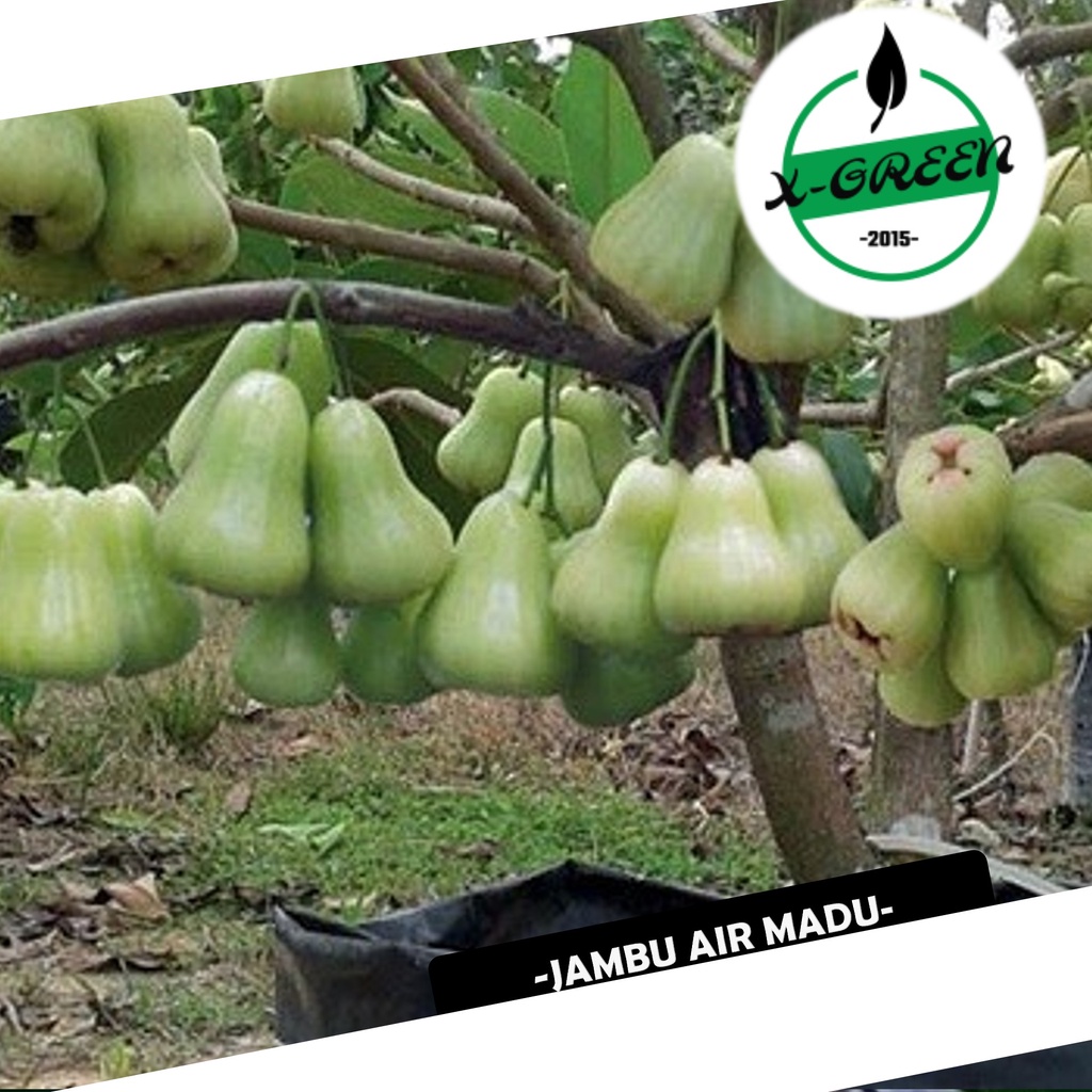 Pohon Buah Jambu Air Madu Super Green, 65cm - (X-Green)