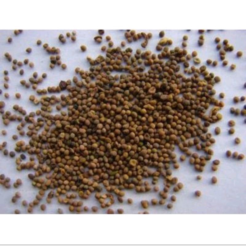 

300 G GR GRAM TU SI ZI 菟丝子 CUSCUTA SEED SEEDS DODDER SEED SEEDS