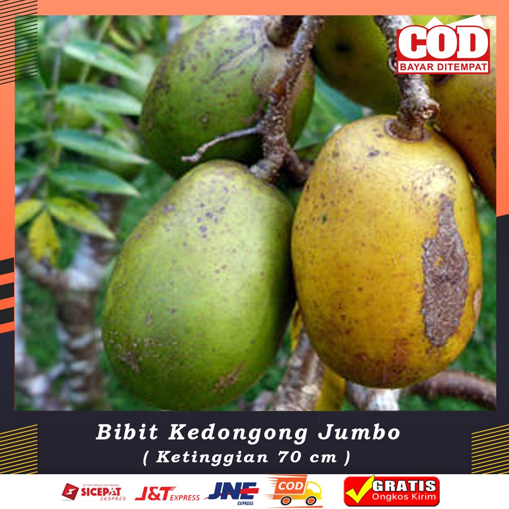 Bibit KEDONDONG JUMBO Buah Kedondong Buah Unggul Super BERGARANSI