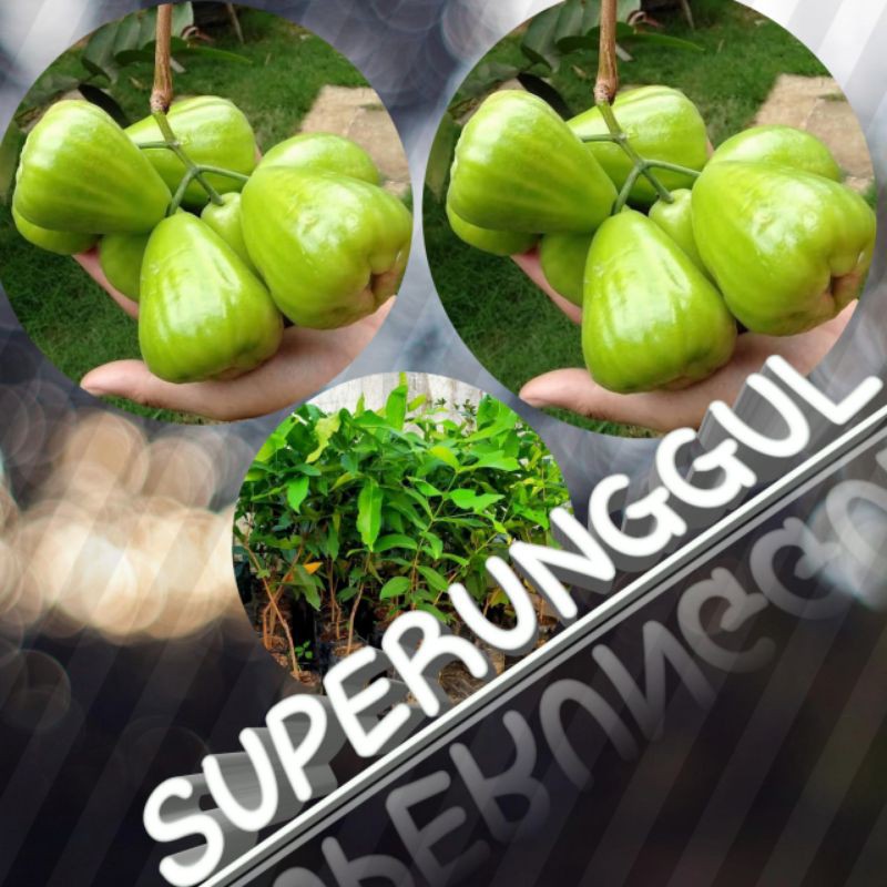 bibit jambu super green terlaris