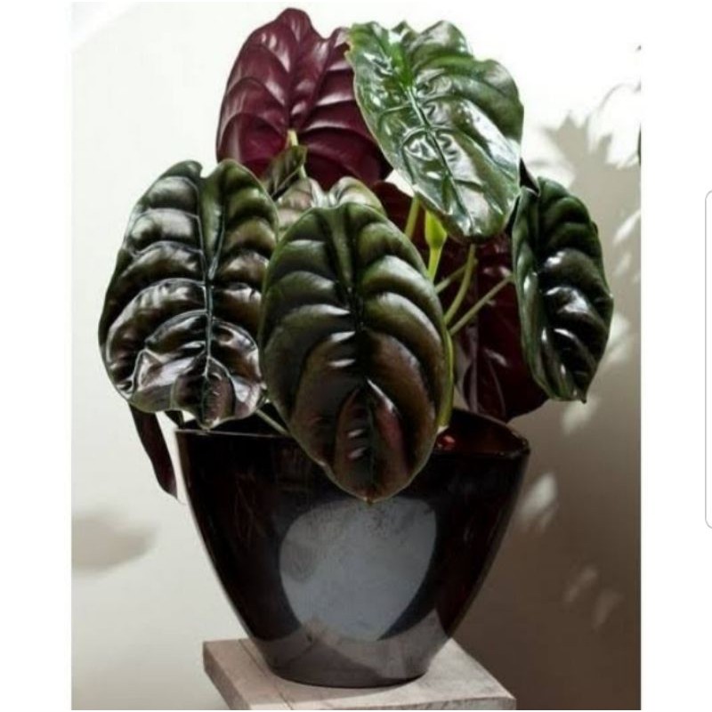 keladi tengkorak hitam - alocasia tengkorak hitam - keladi tengkorak