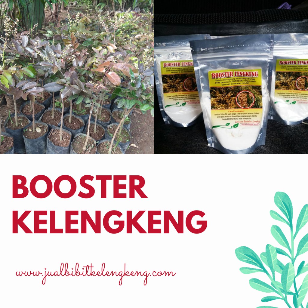 Booster kelengkeng perangsang buah, booster buah kelengkeng percepat pembuahan