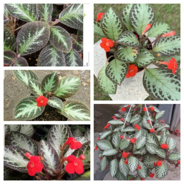 Bibit bunga episcia reptans tanaman hias daun beludru sukulen murah tanaman gantung sukulen kaktus