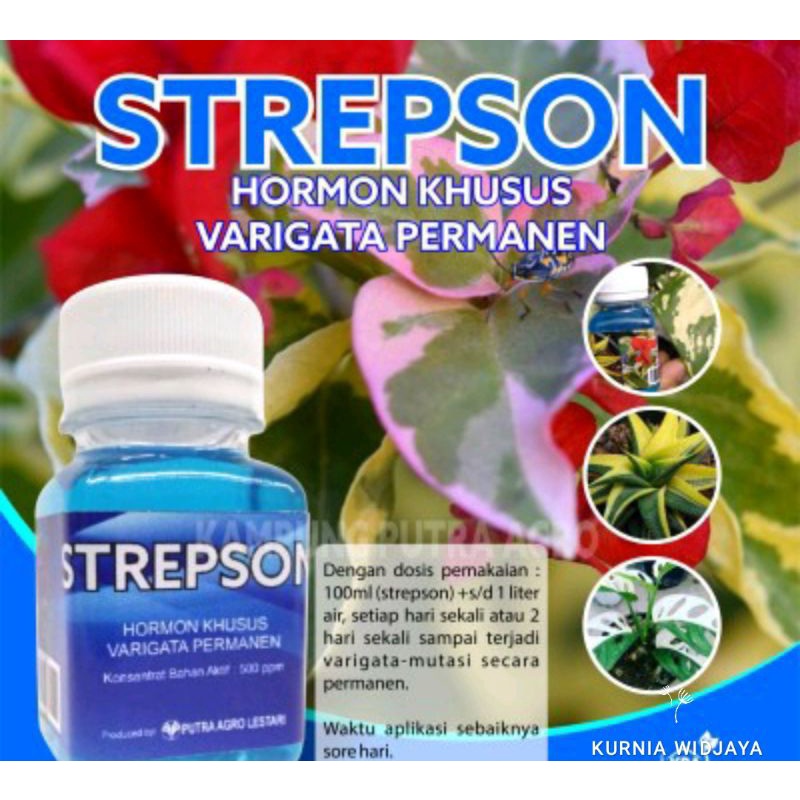 Hormon strepson Variegata Permanen (untuk tanaman mutasi ke variegata permanen)