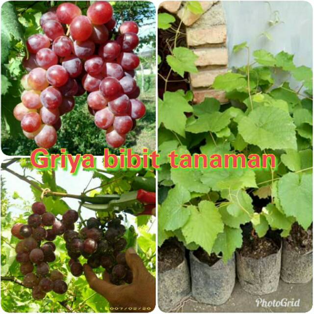 BIBIT BUAH ANGGUR MERAH - BIBIT ANGGUR MERAH