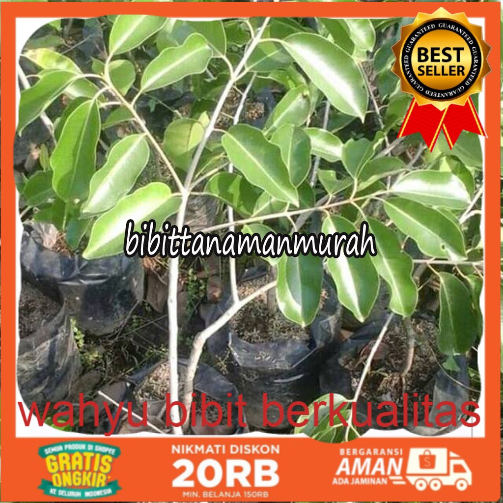 Bibit buah juwet putih jamblang