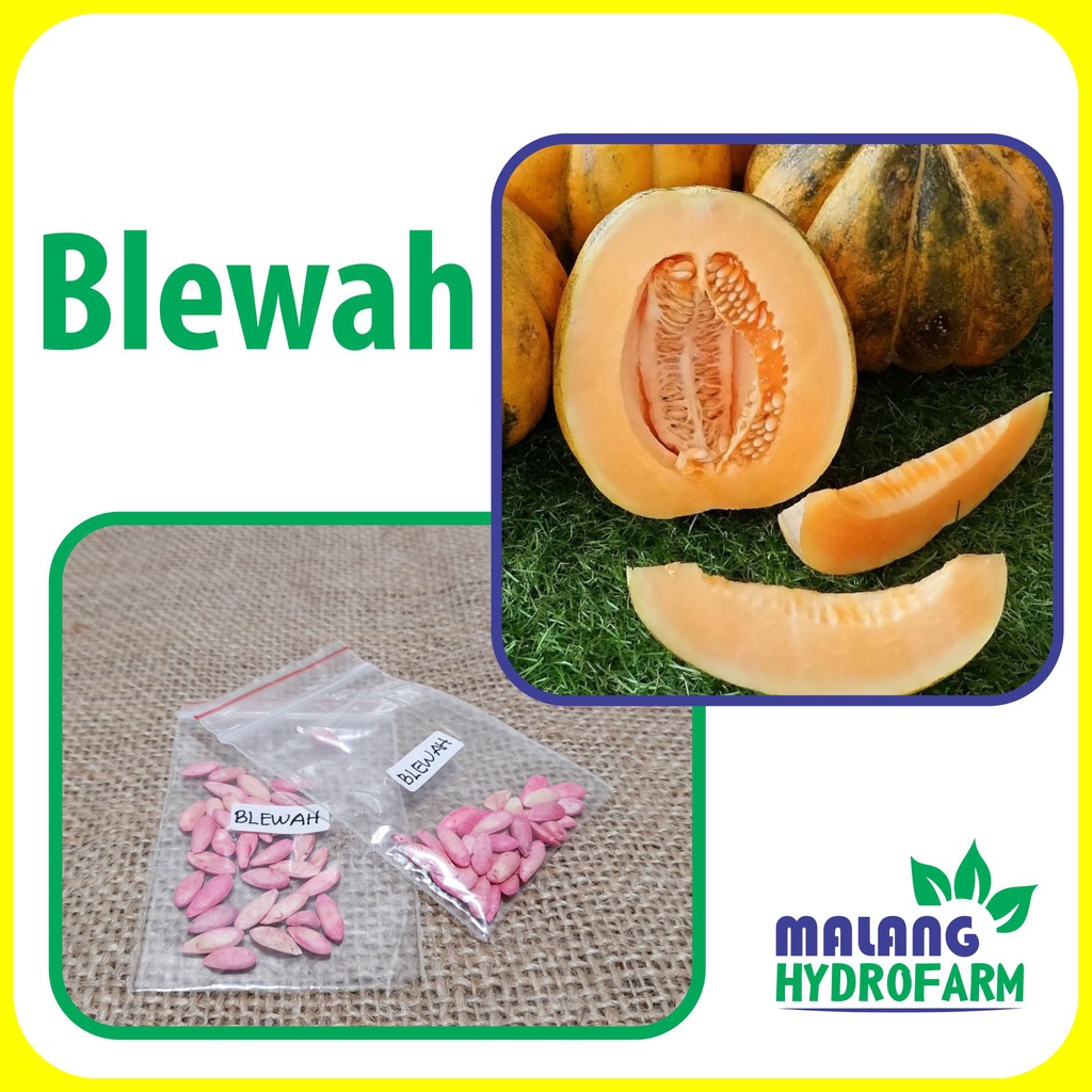 Benih Blewah Unggulan berkualitas biji bibit hydroponik hidroponik sayuran tanaman sayur melon