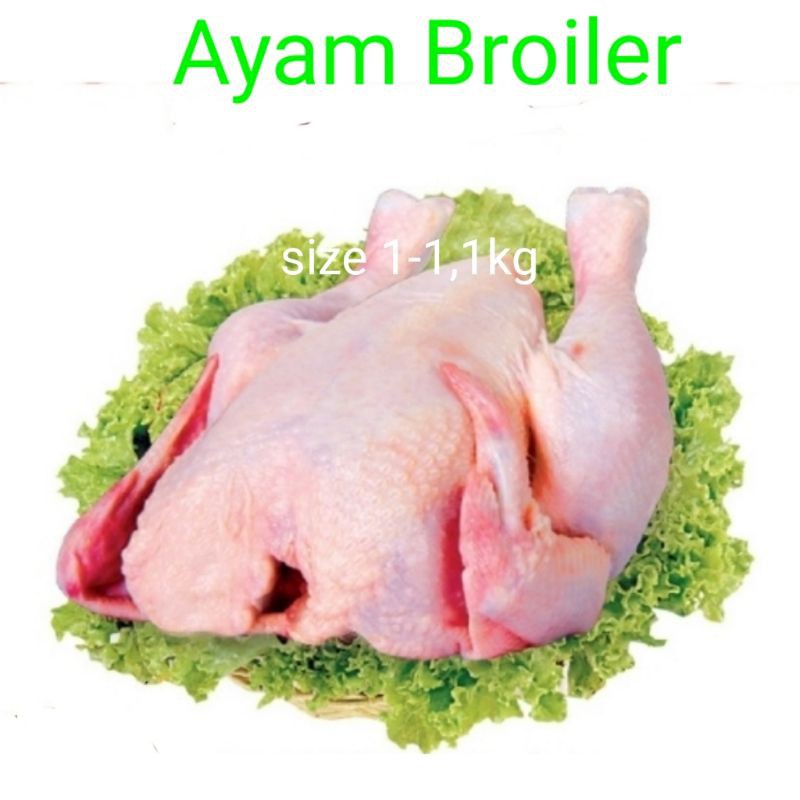 

Ayam broiler 500gr-1300gr