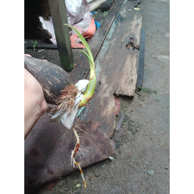 bahan bonsai kelapa nungging