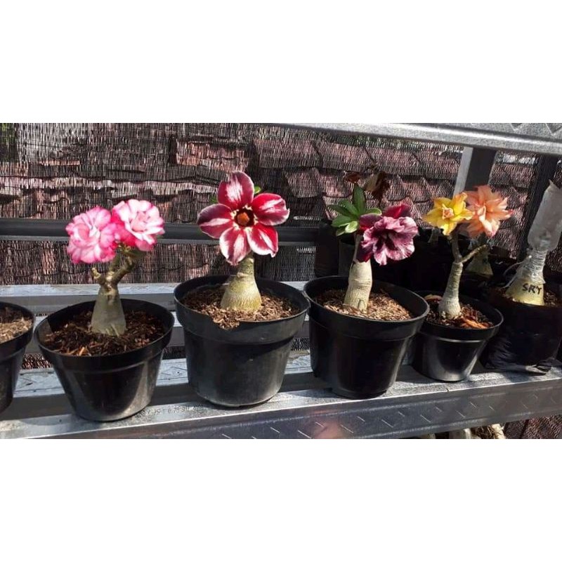 

paket adenium tumpuk 4 warna berbeda