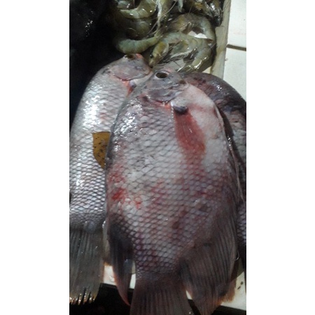 

ikan gurame fres 500grm