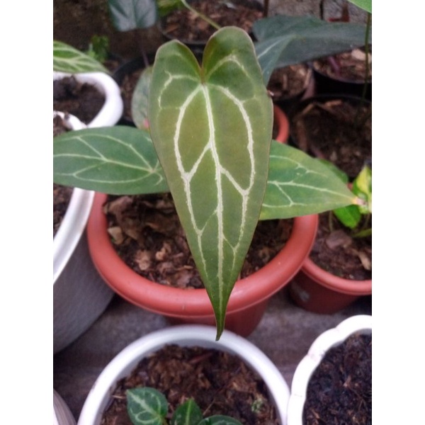 

papilaminum x forgeti