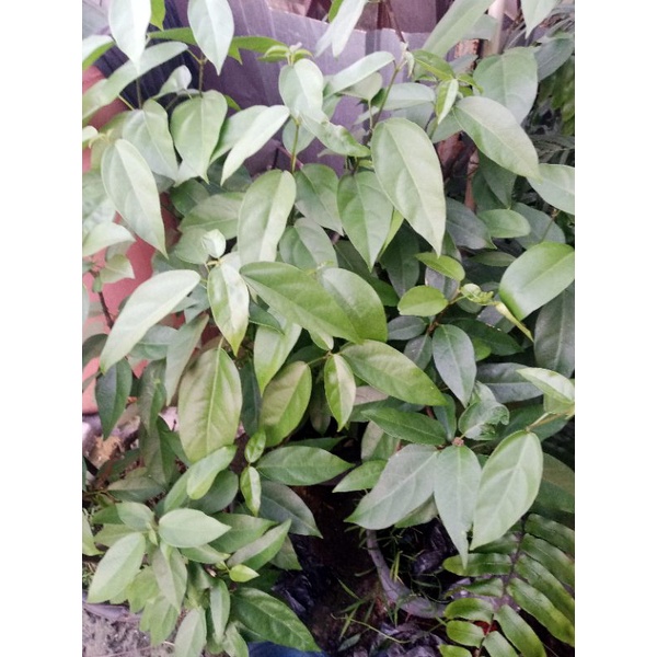 

Daun Cingcau Segar Petik Langsung Dari Pohon