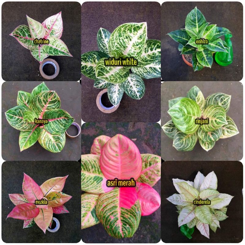 Promo Paket 8 bonggol aglonema murah