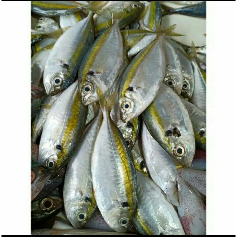 

Puri Segar Shop, Ikan Selar fresh / 500Gram (ORDERAN PAGI HARI)