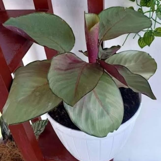 calathea silver/tanaman hias calathea silver/pohon calathea silver