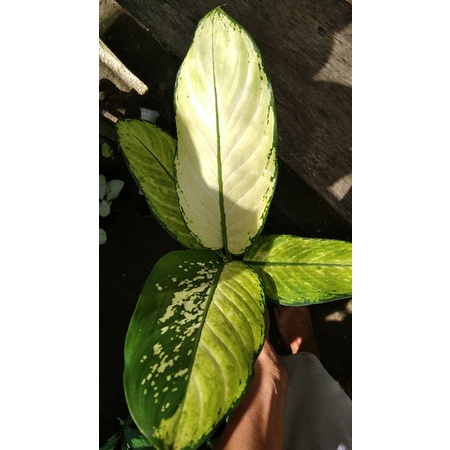 tanaman hias diven jayen ciangmee/diven susu 3-4daun