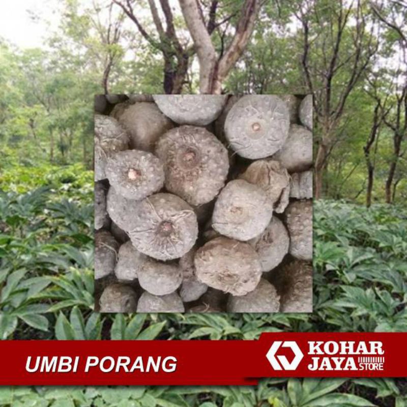 HARGA GROSIR Umbi katak porang terbaik isi banyak 100up bibit bulbil porang