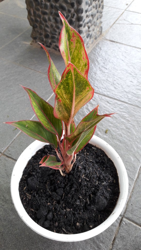 Aglaonema Lipstick Tanaman Hias