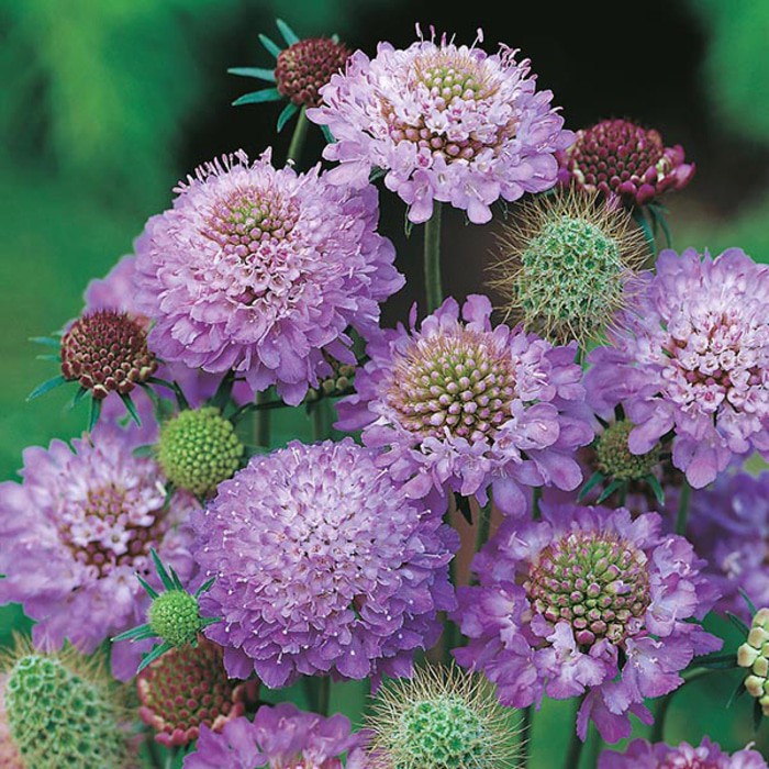 Benih bunga SCABIOUS BLUE CUSHION 3 BIJI bibit bunga import f1 mr fothergills