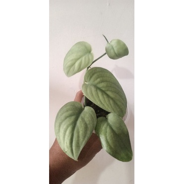 Scindapsus Silver Hero Rimbun