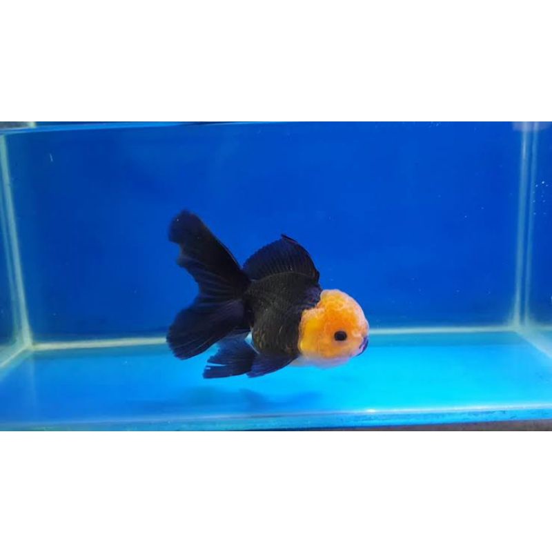 ikan mas koki Oranda Tancho asli Tulung agung