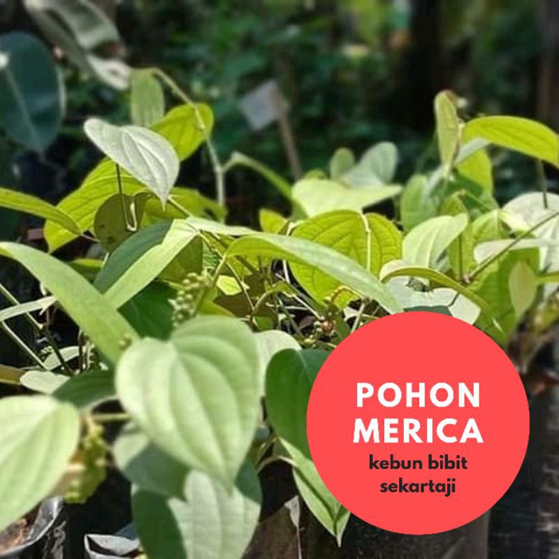 BIBIT POHOM MERICA / BIBIT MERICA / TANAMAN MERICA / BIBIT MERICA MURAH