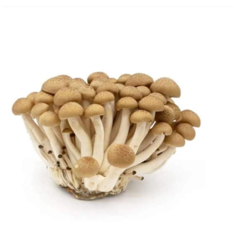 Jual Jamur Shimeji Putih/Cokelat (150 gr) Shopee Indonesia