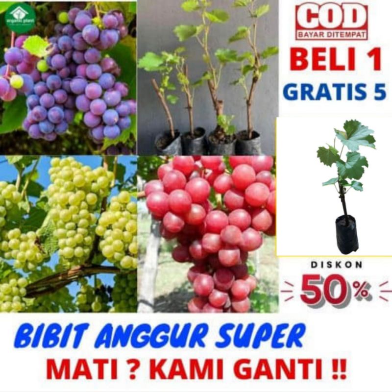 Bibit Tanaman Anggur Beli 1 gratis 5 | satu paket dapat 6 pohon