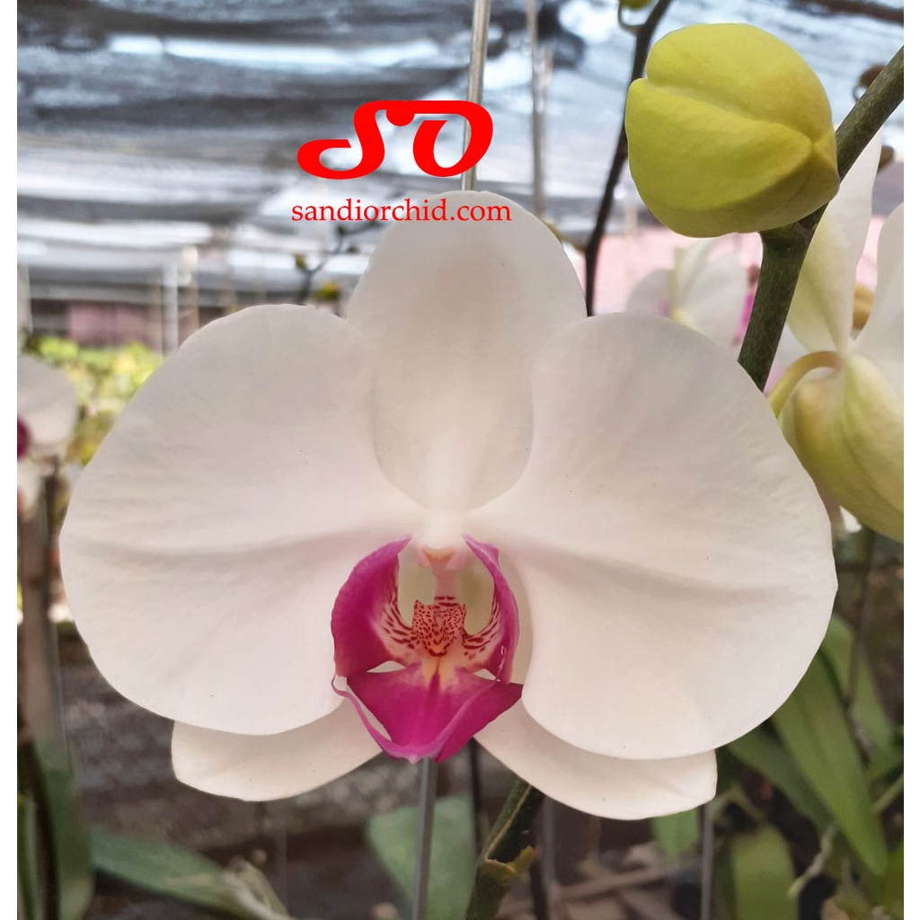 Anggrek bulan Putih Lidah Merah/Ungu