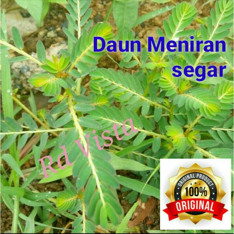 

daun meniran segar