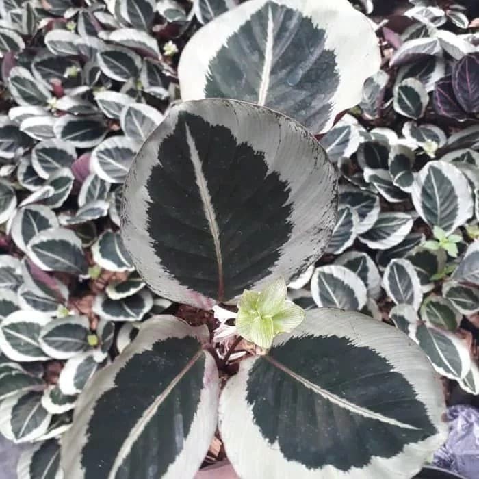 tanaman hias calathea marion - kalathea marion - calathea