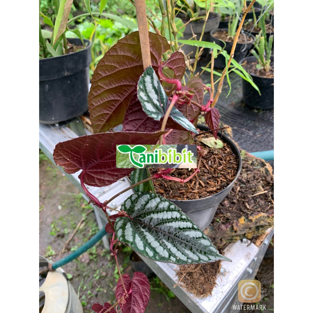 Tanaman Hias Sirih Keraton / Sirih Merah Hias