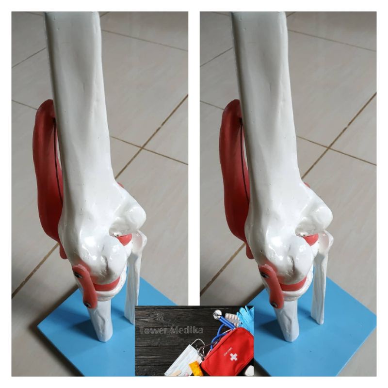 PHANTOM/MANEKIN/MANIKIN TULANG OTOT LUTUT
