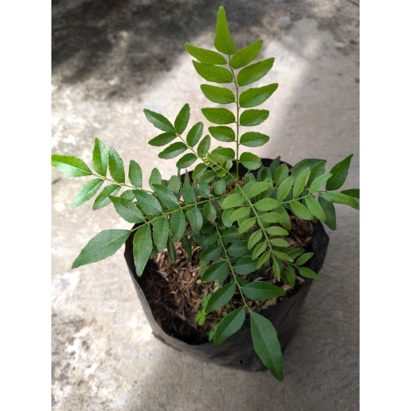 Jual Tanaman Daun Kari Pohon Salam Koja Shopee Indonesia