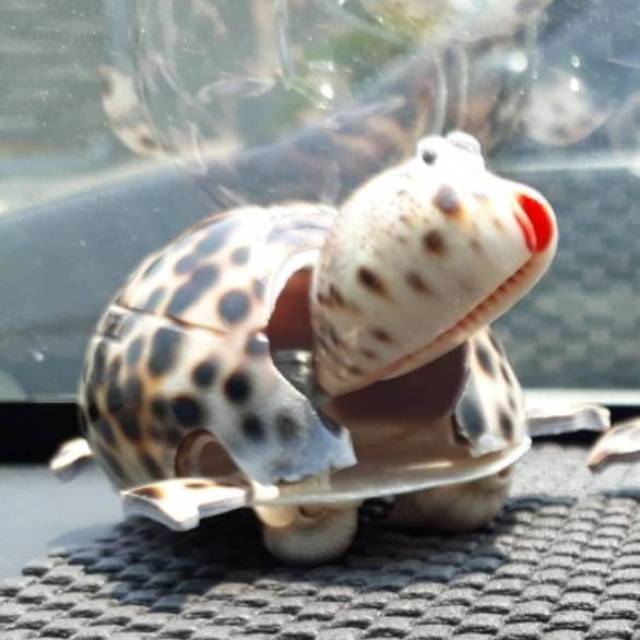Kerajinan kerang.. Kura Kura Dashboard mobil.. kepala goyang non battery
