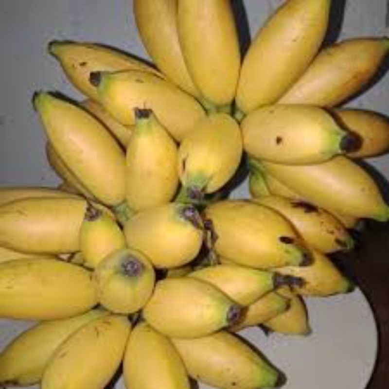 

Pisang lampung / pisang lilin _ 1 sisir