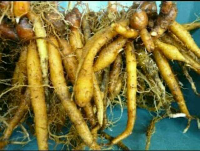 

Sedia Ready Temu kunci (curcuma xanathorriza roxb) segar 100gram
