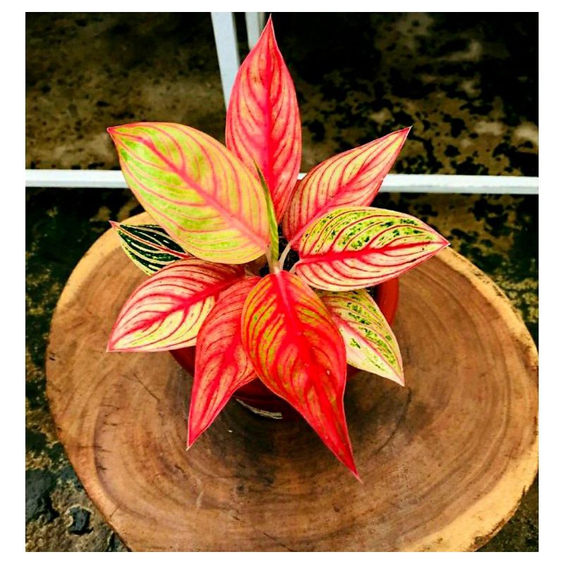 AGLAONEMA LEGACY/LEGACY MERAH/RED LEGACY/LEGACY AGLONEMA(Aglaonema/floristnursery)