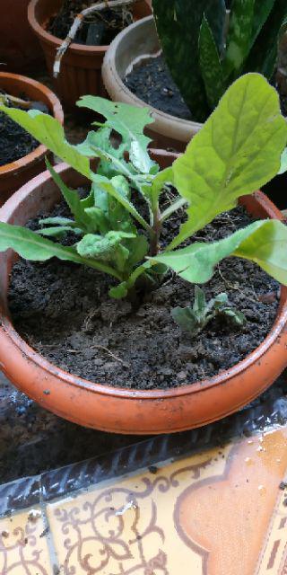 Paket 5 Batang Bibit Tanaman Her Bal Daun Dewa