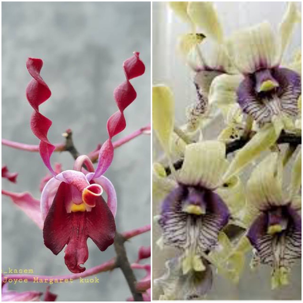 Seedling Anggrek Dendrobium Joyce Margaret Kwok x Edfrans Charming