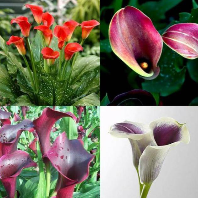~@@~ Tanaman Hias Bibit Bunga Calla Lily Mix