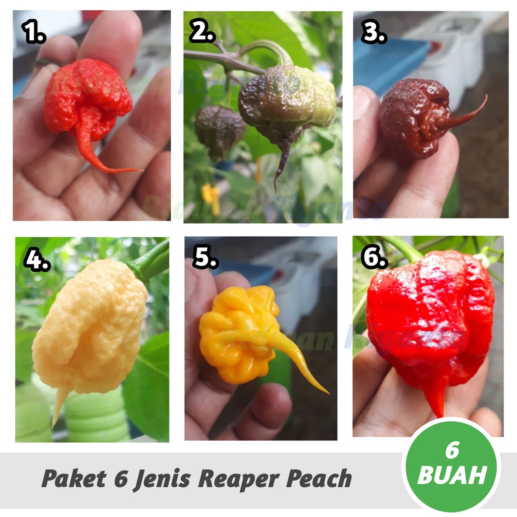 PAKET 6 Jenis BUAH Cabai CAROLINA REAPER Series Cabe Terpedas Nomor 1 di Dunia