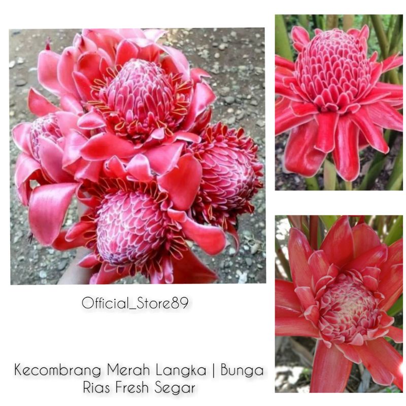 

1 KG KECOMBRANG MERAH FRES SEGAR 1000 MANFAAT