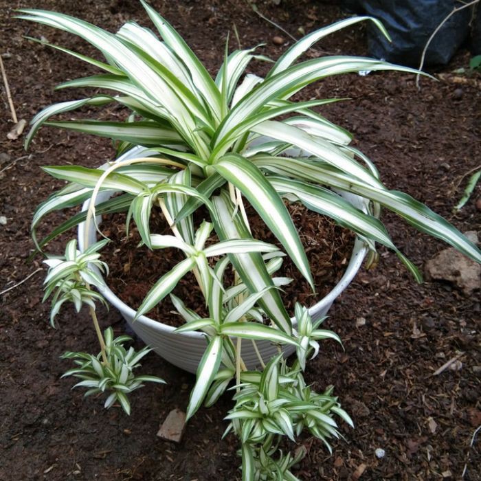 Spider Plants Lily Paris Tanaman Hidup pembersih Udara