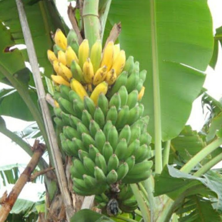 Bibit Pisang Raja Temen/ Pisang Sajen